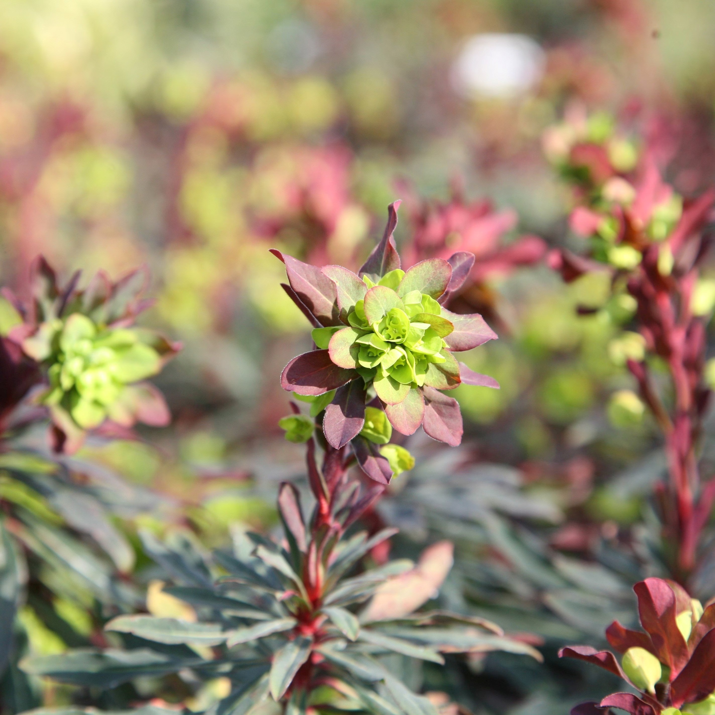 Euphorbia Amygdaloides Purpurea | Wood Spurge