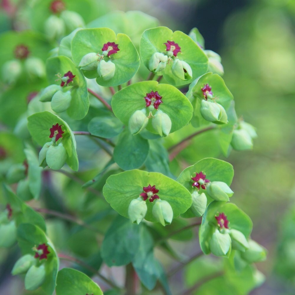 Euphorbia × Martini | Martins Spurge