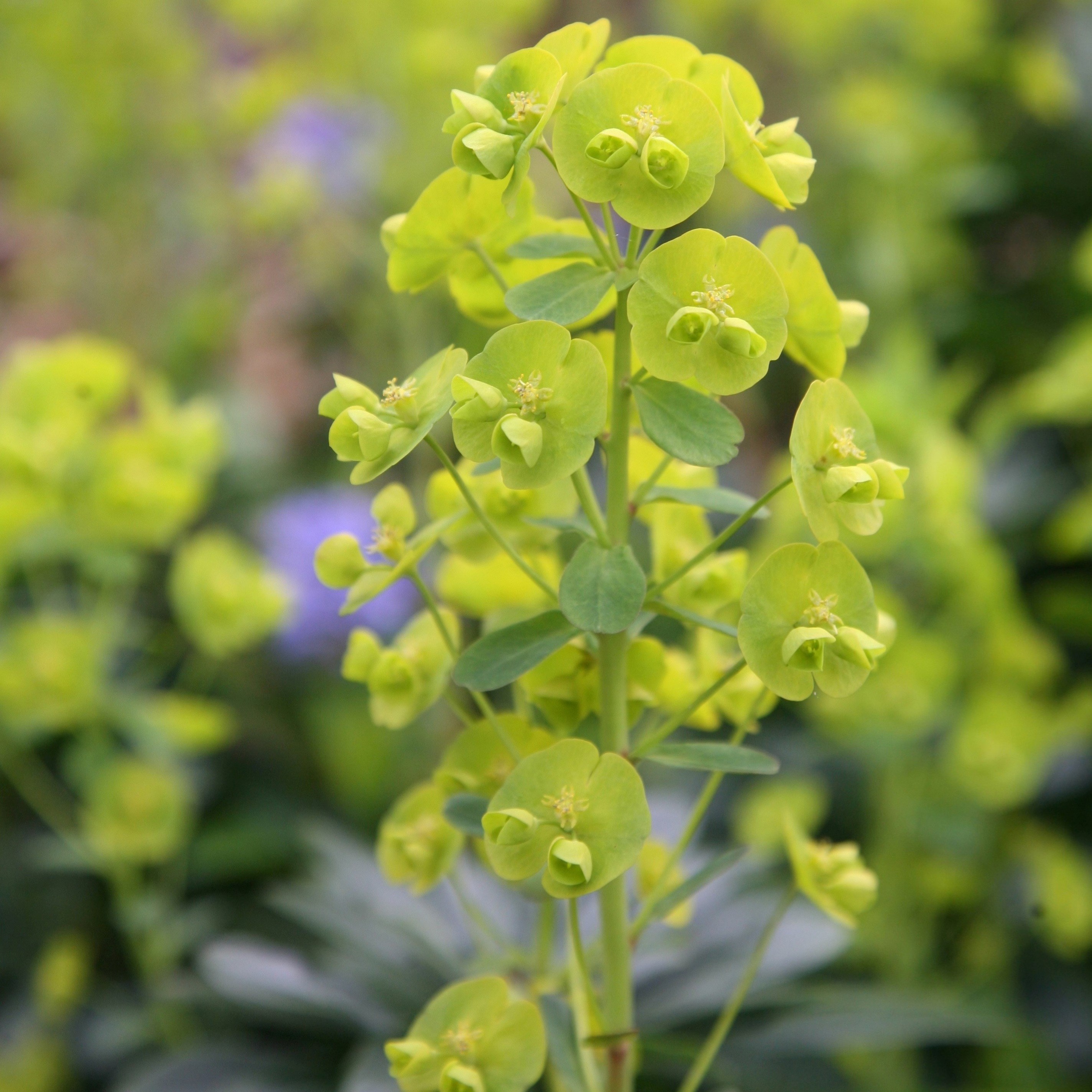 Euphorbia Amygdaloides Var. Robbiae | Wood Spurge