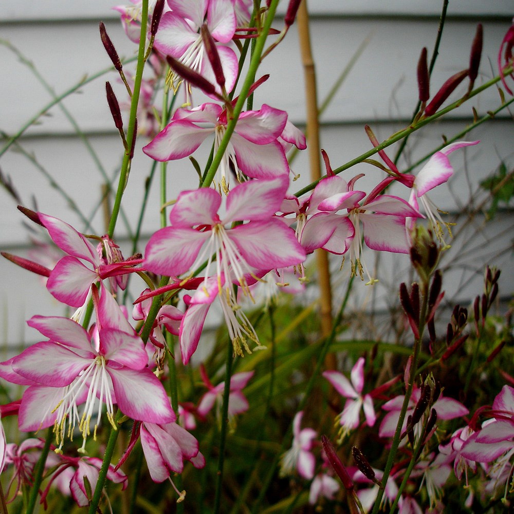 Oenothera Lindheimeri Rosyjane | Gaura