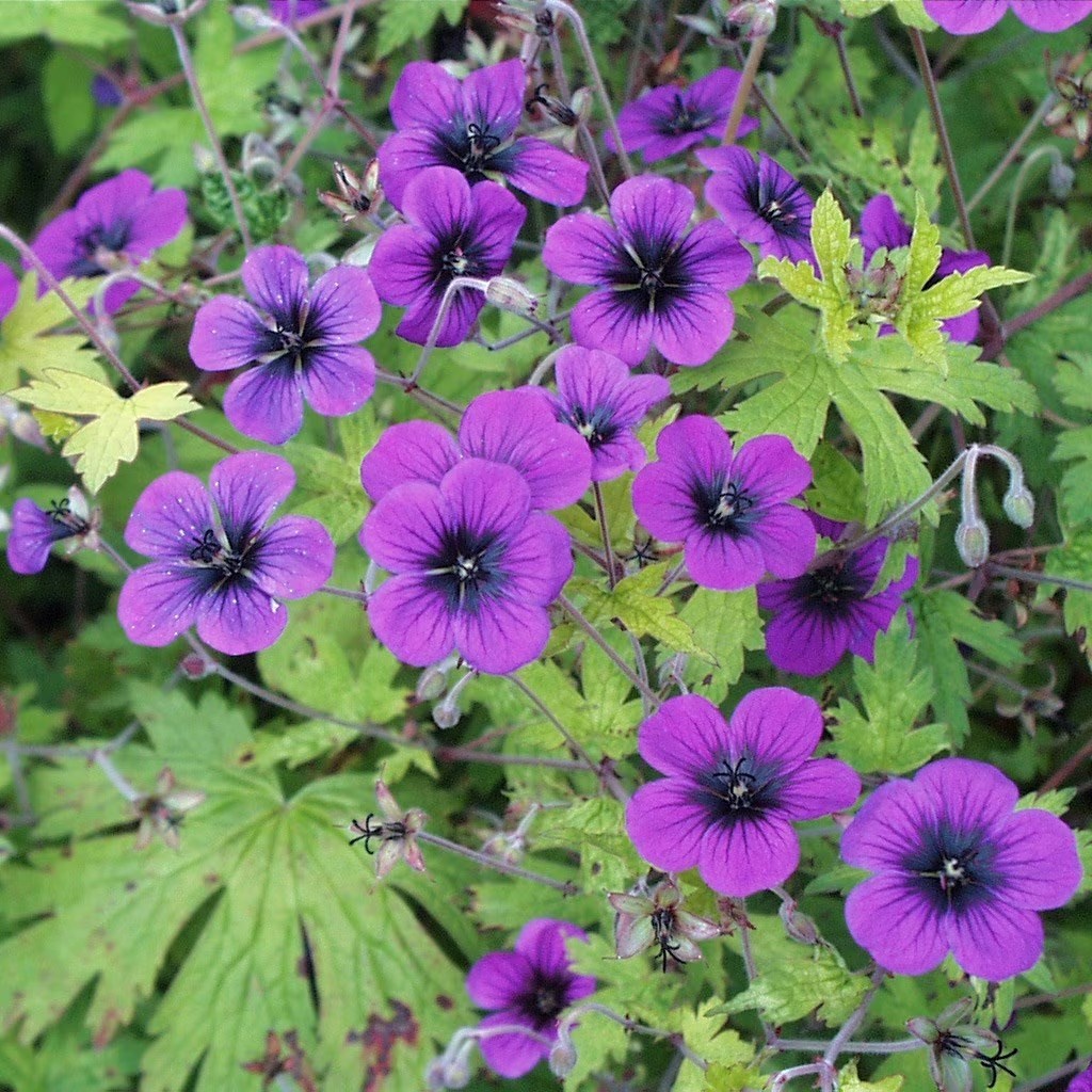 Geranium Ann Folkard | Cranesbill