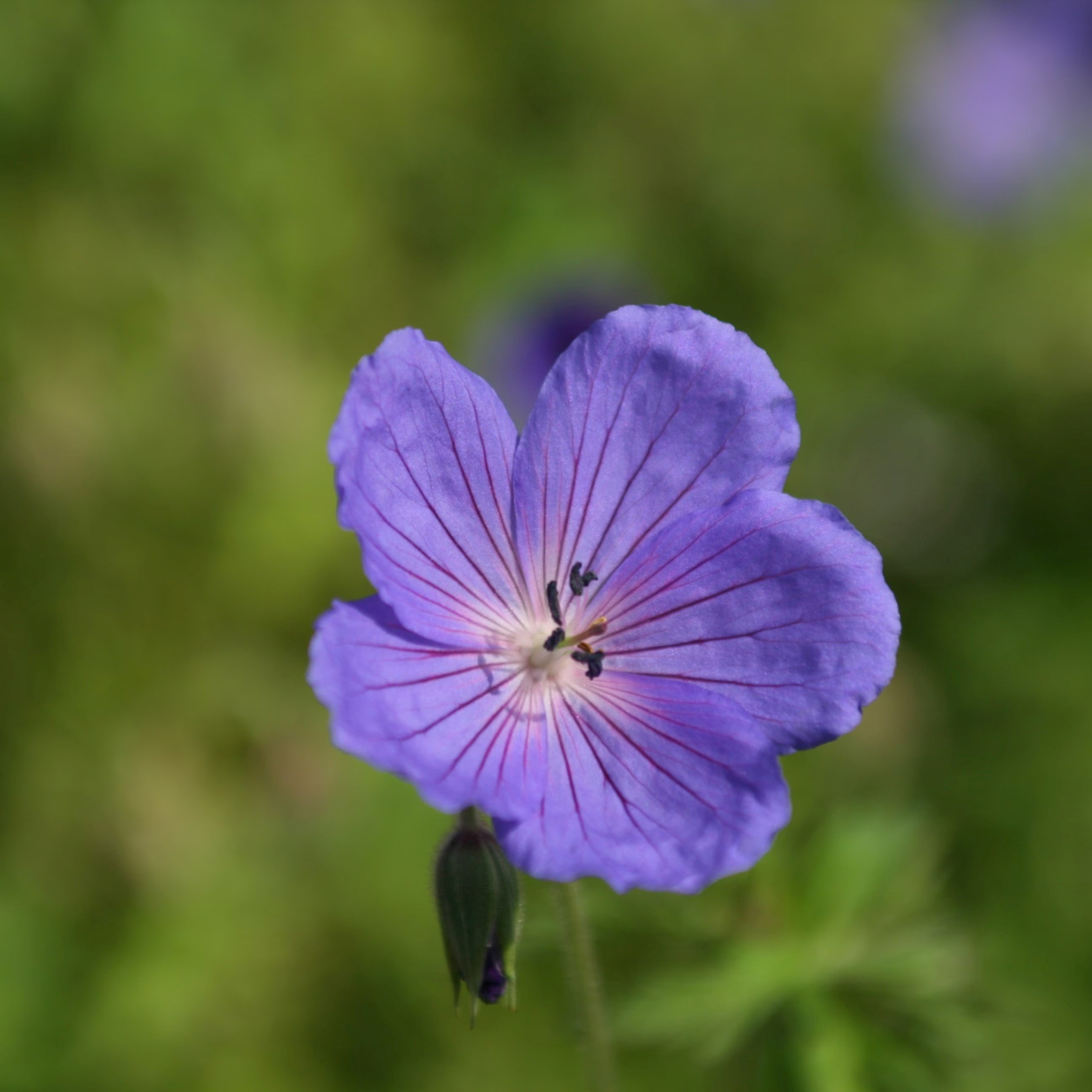 Geranium Brookside | Cranesbill