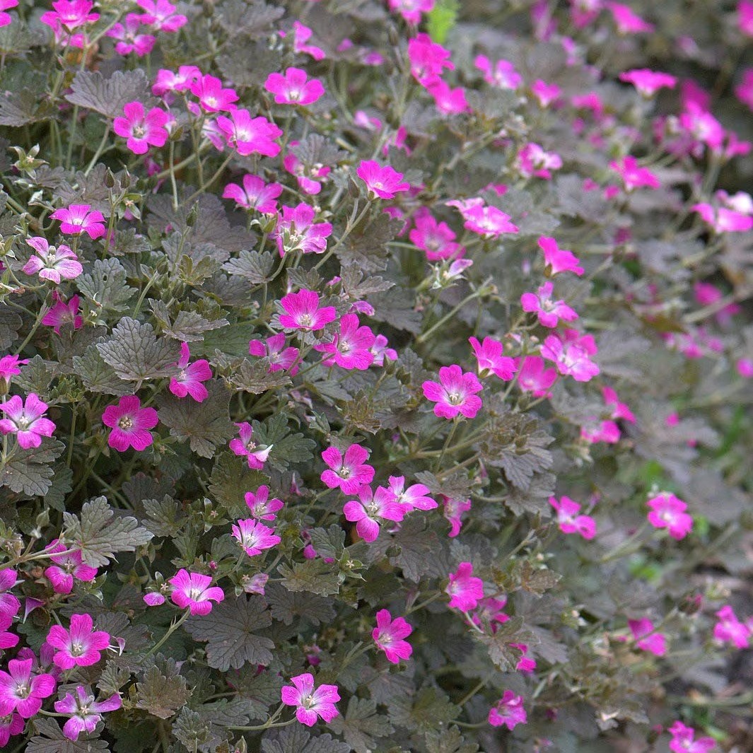 Geranium Orkney Cherry | Cranesbill