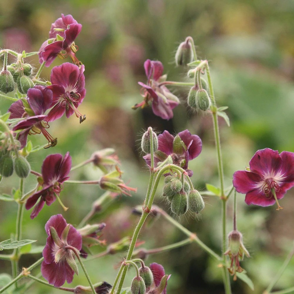 Geranium Phaeum Var. Phaeum Samobor | Dusky Cranesbill