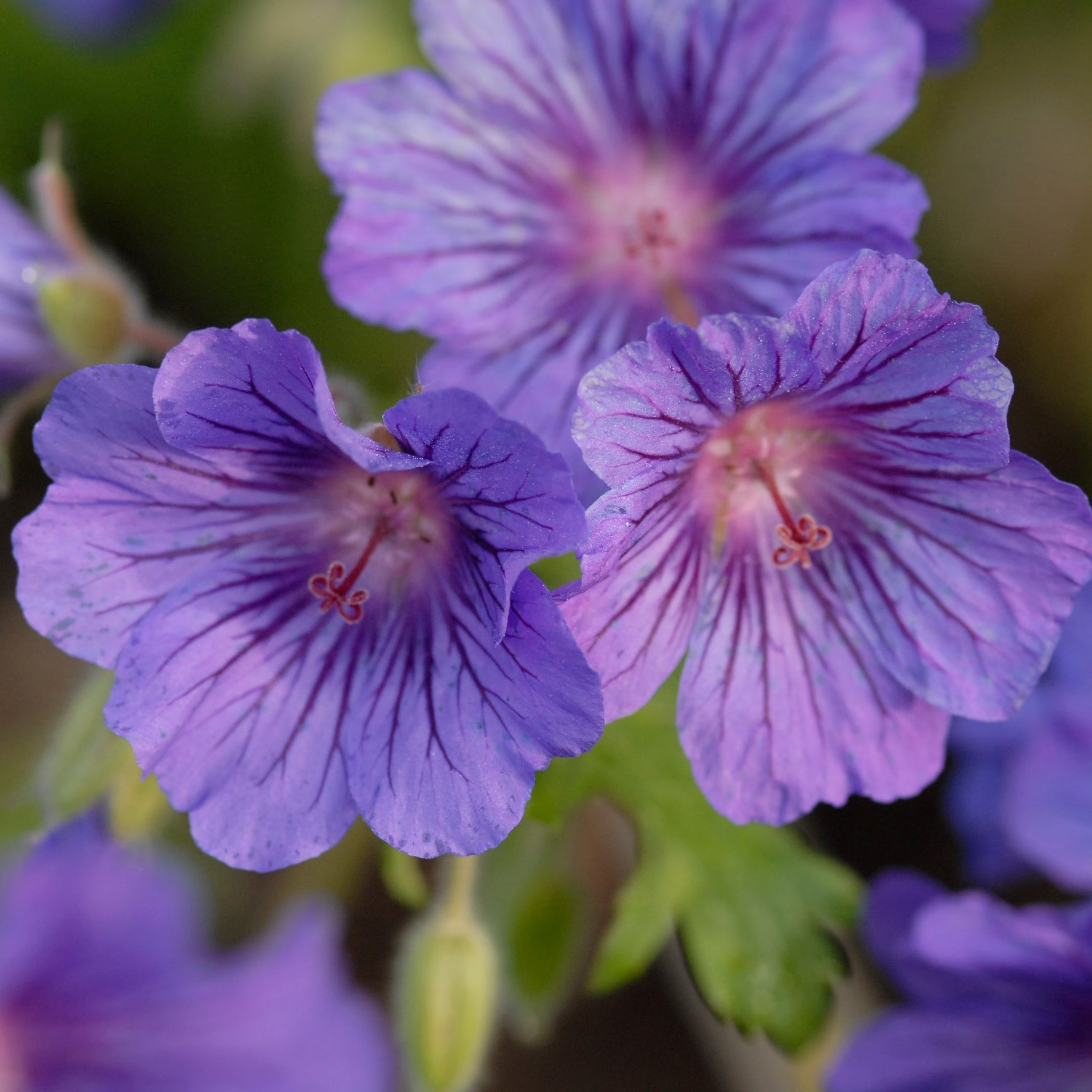 Geranium Sabani Blue | Cranesbill
