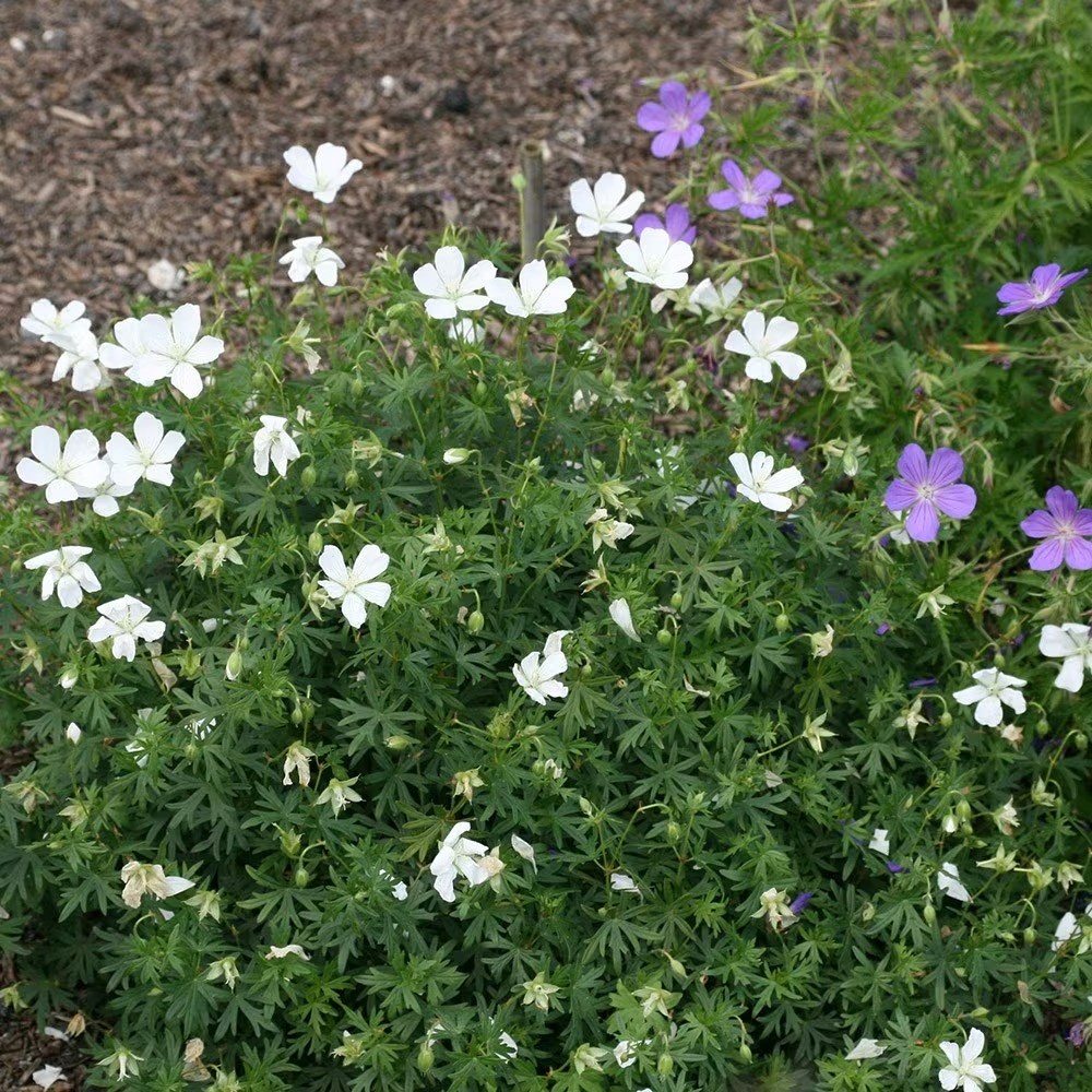 Geranium Sanguineum Album | Bloody Cranesbill