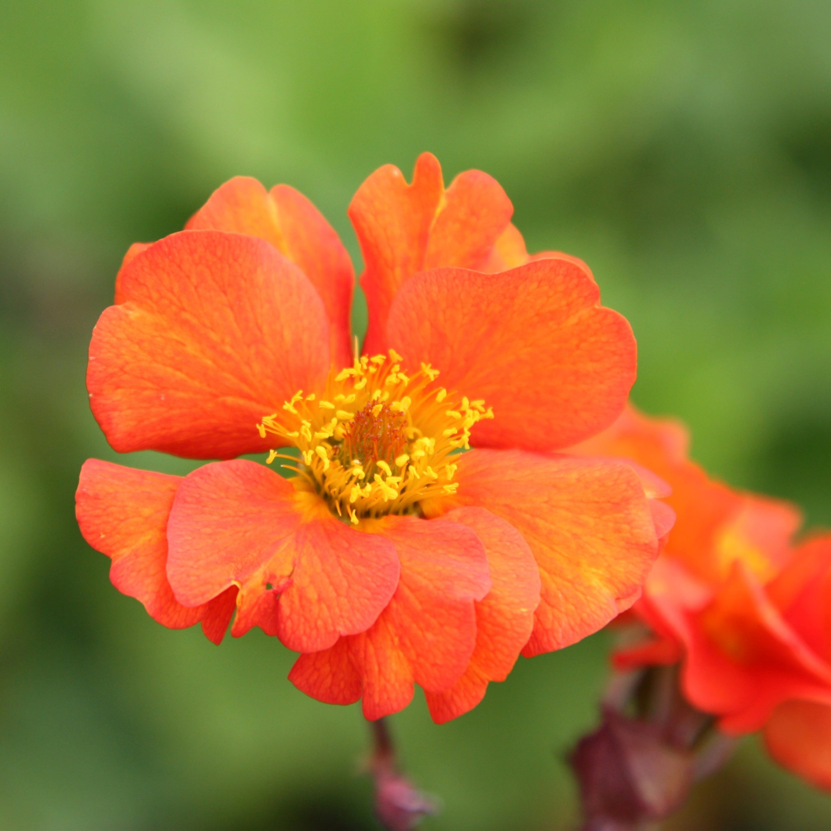 Geum Borisii | Avens