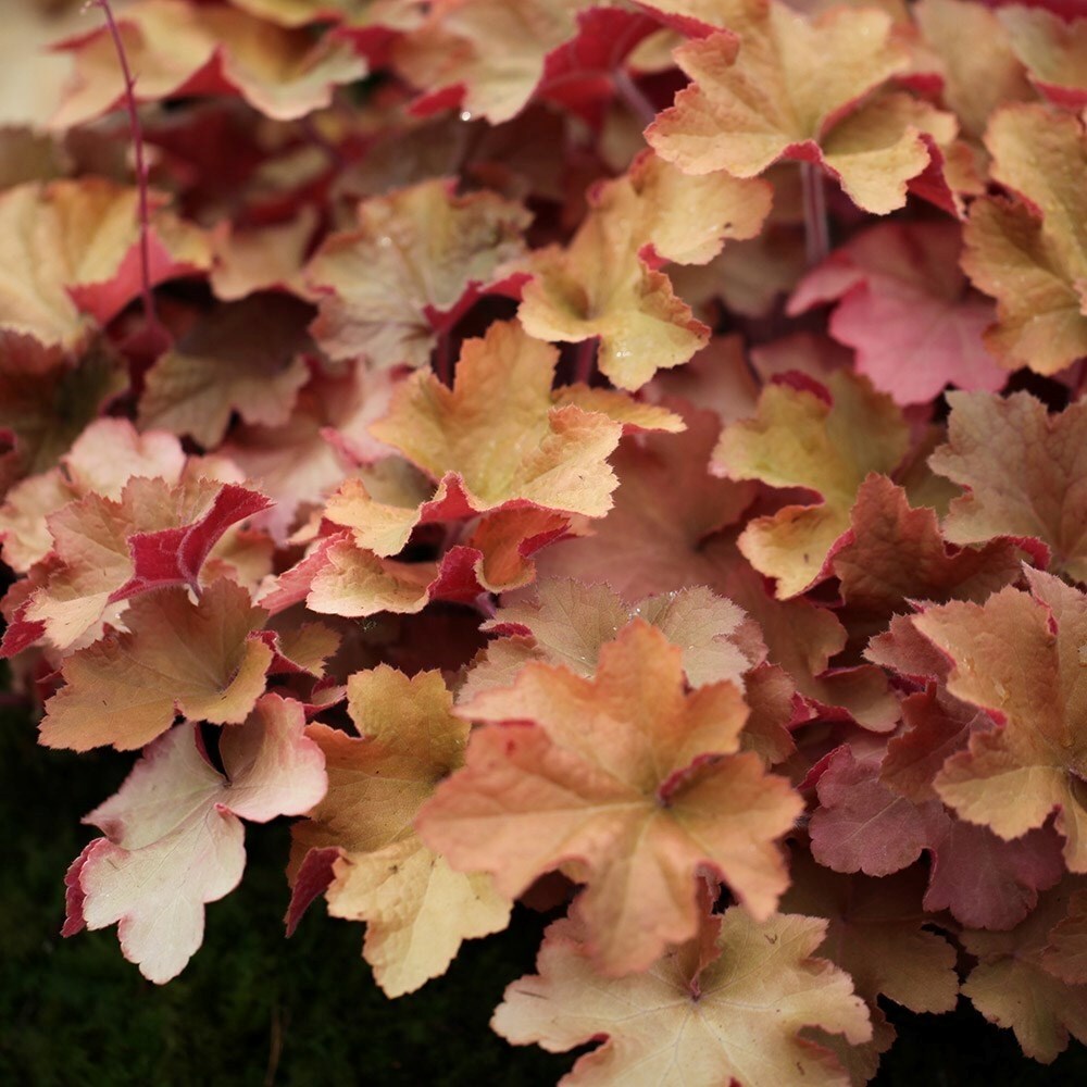 Heuchera Caramel | Coral Bells