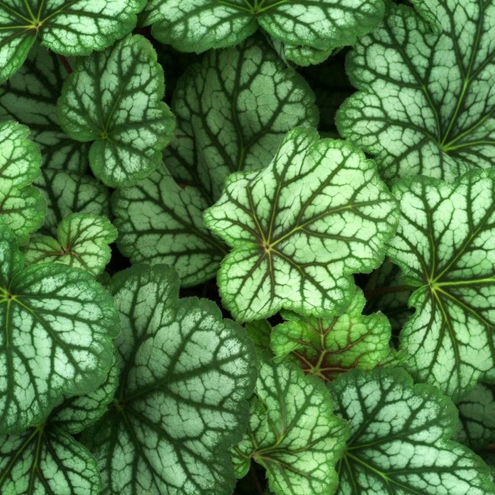 Heuchera Green Spice | Coral Bells