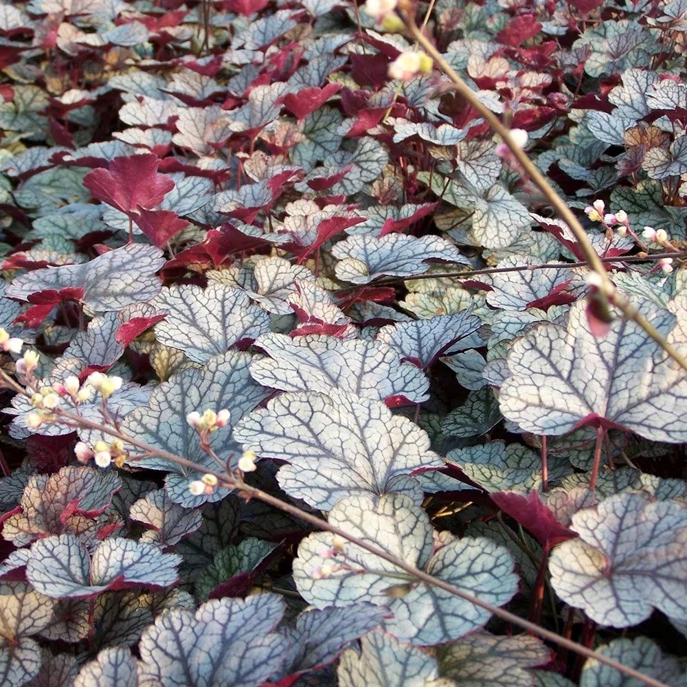 Heuchera Silver Scrolls | Coral Bells