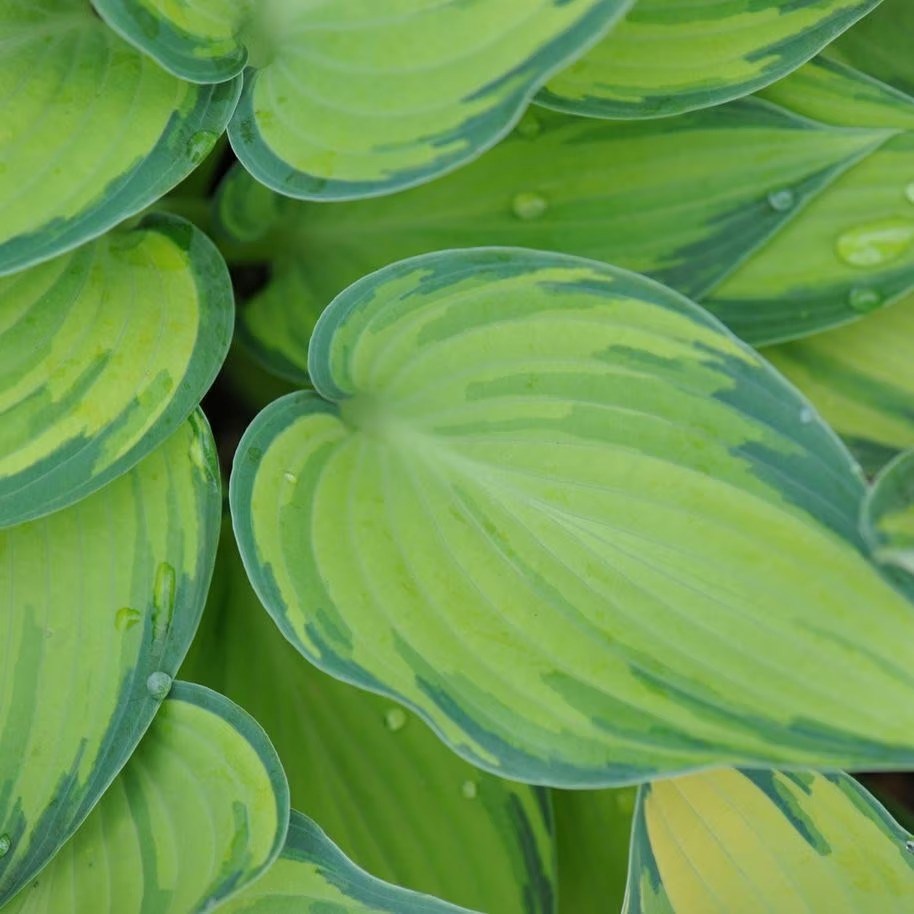 Hosta June | Plantain Lily
