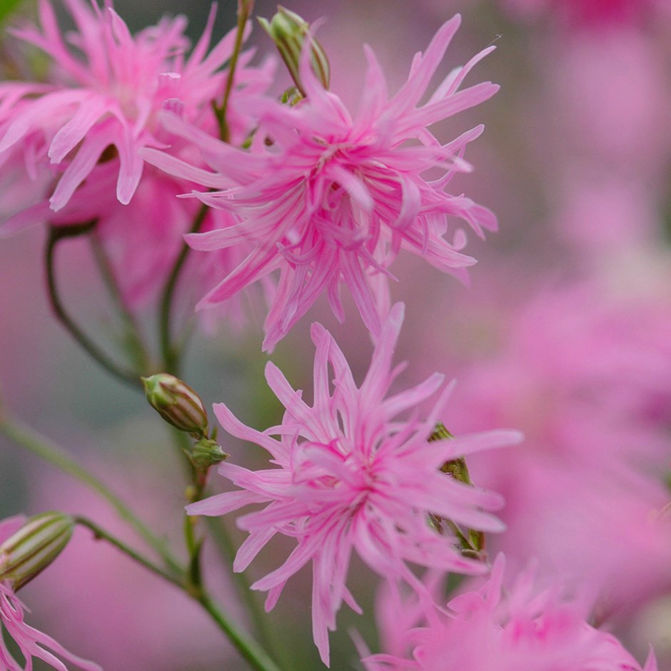 Lychnis Flos-Cuculi Jenny | Ragged Robin