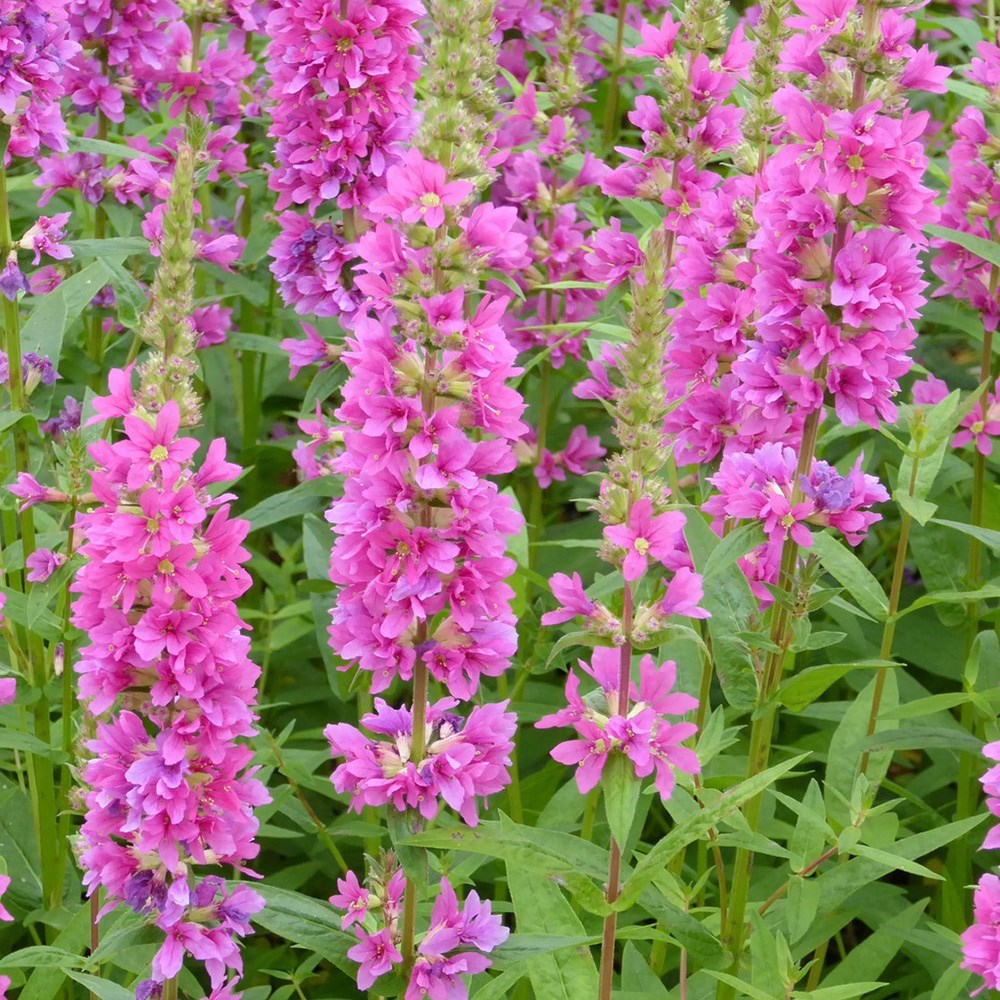 Lythrum Salicaria Robert | Loosestrife