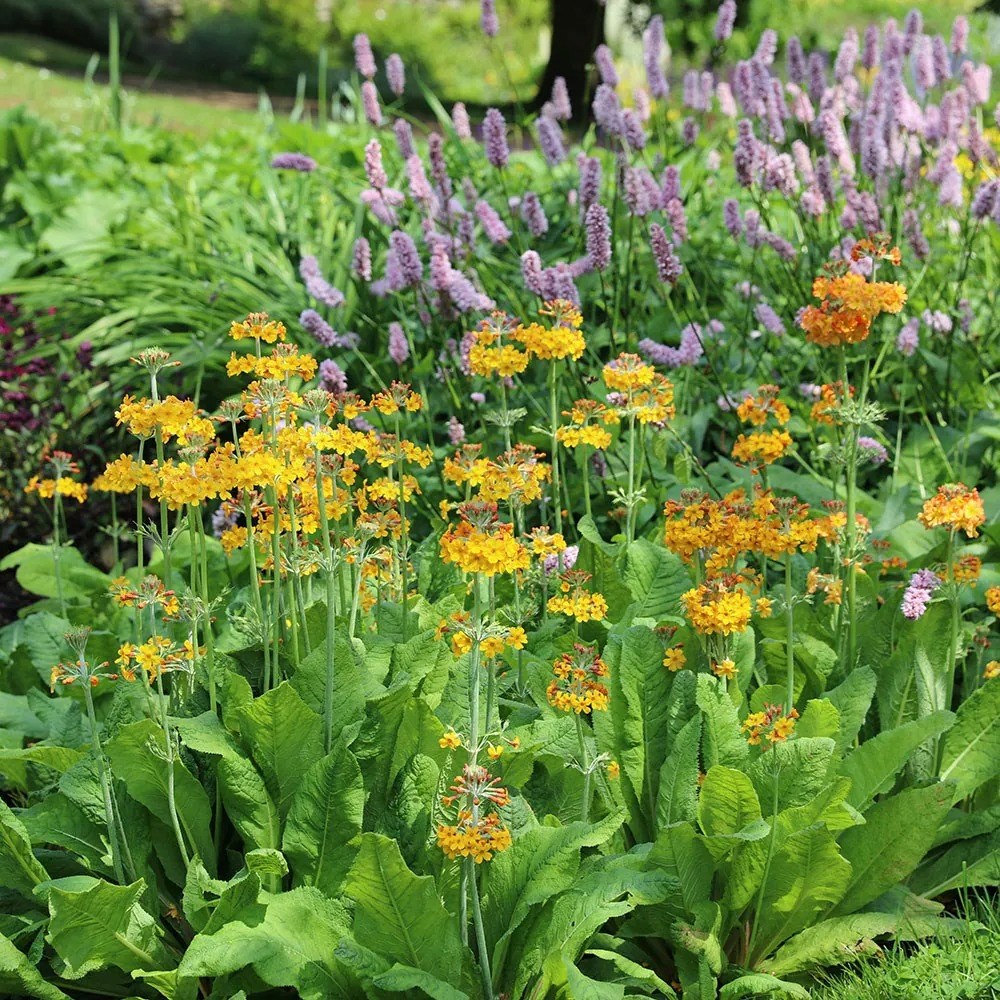 Primula bulleyana | Candelabra Primula