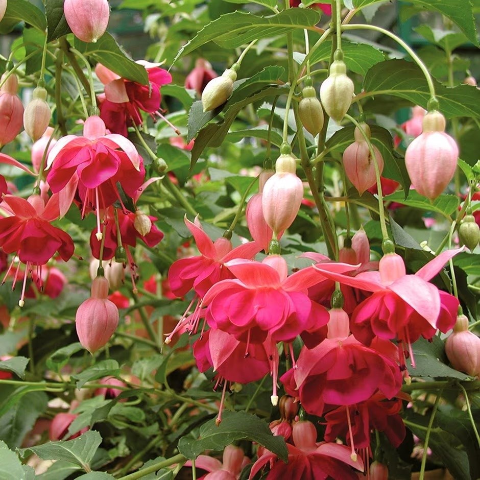 Fuchsia Garden News | Fuchsia