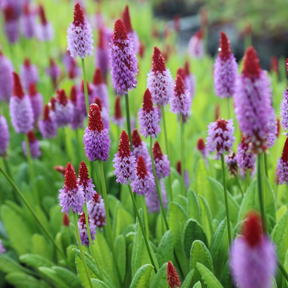 Primula Vialii | Orchid Primrose