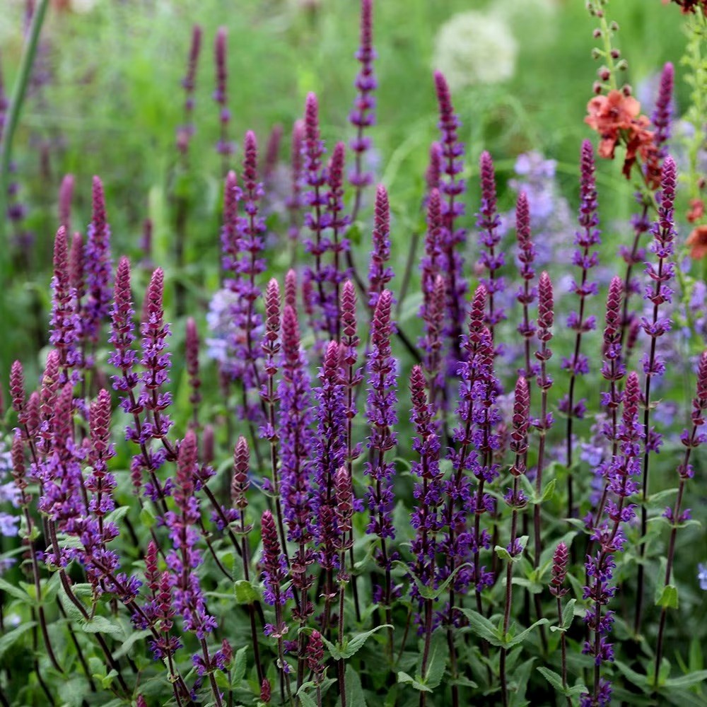 Salvia Nemorosa Caradonna | Balkan Clary