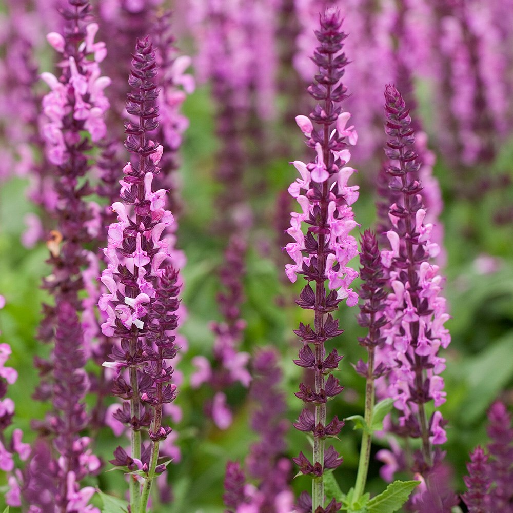Salvia Nemorosa Sensation Rose | Balkan Clary