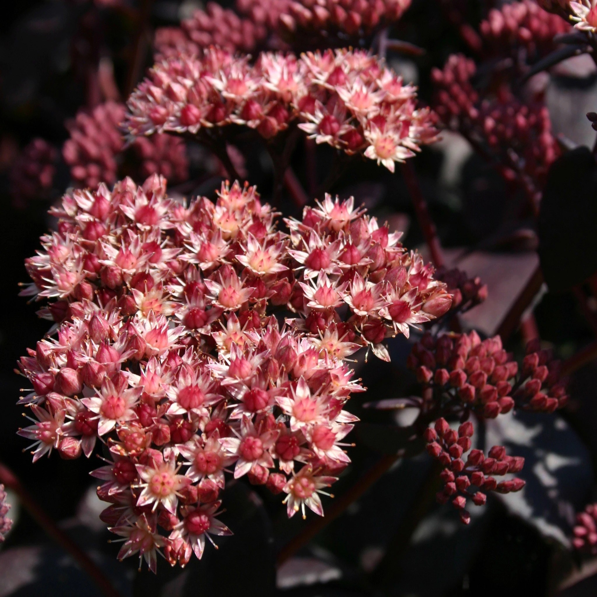 Sedum Purple Emperor | Stonecrop | Hylotelephium