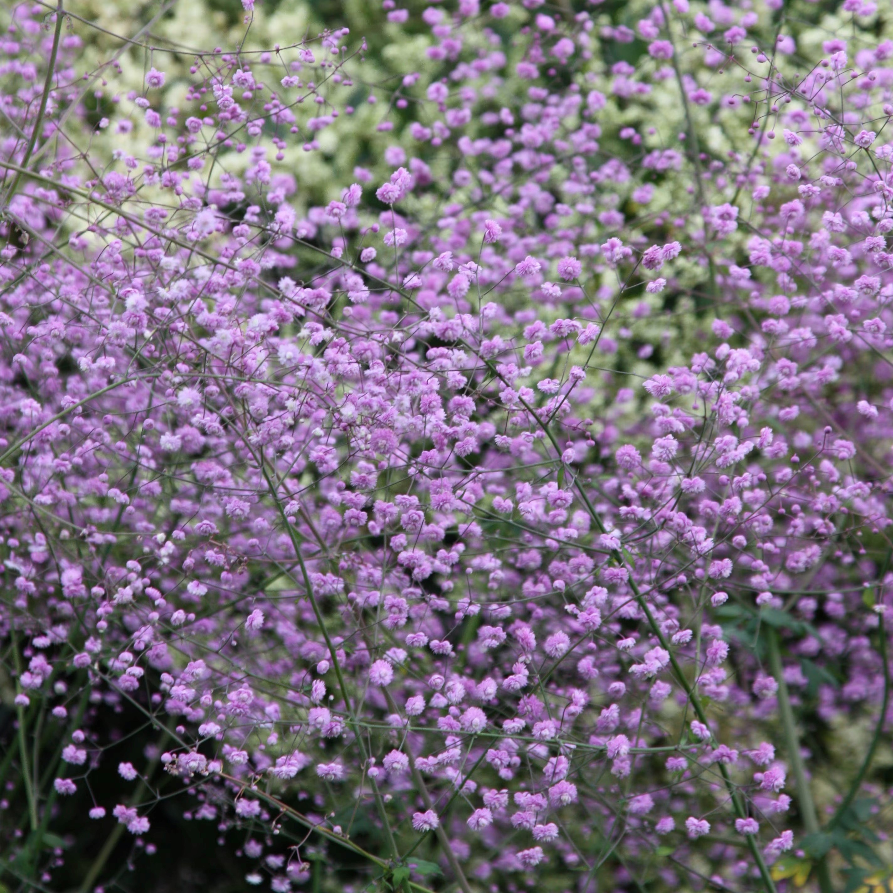 Thalictrum Delavayi | Meadow Rue