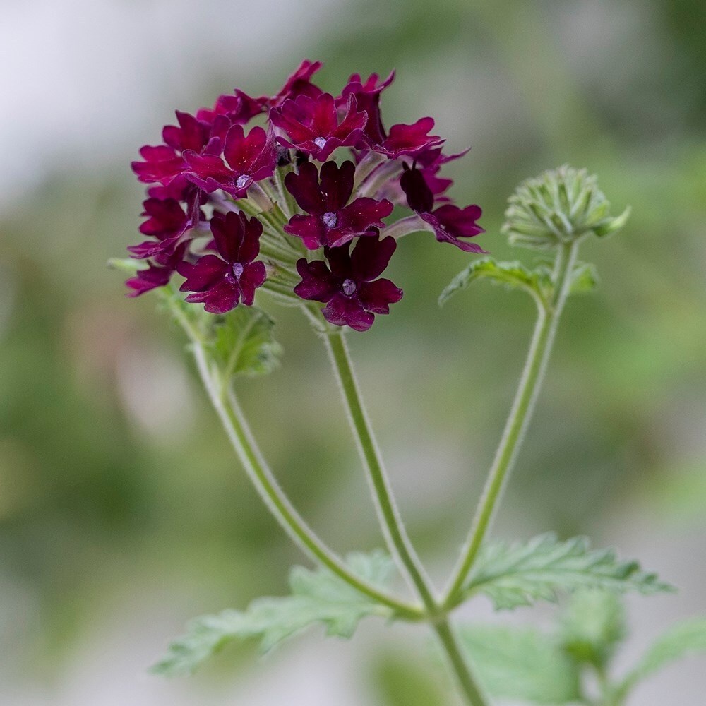 Verbena Claret | Glandularia