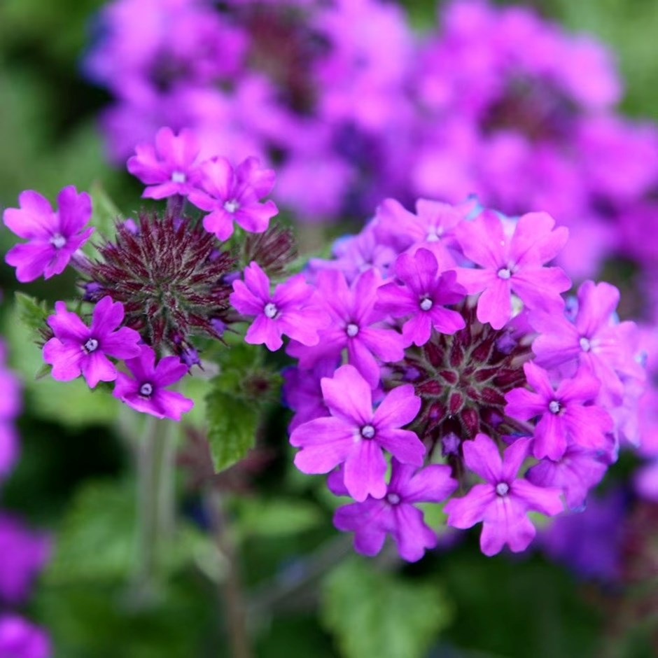 Verbena Homestead Purple | Glandularia