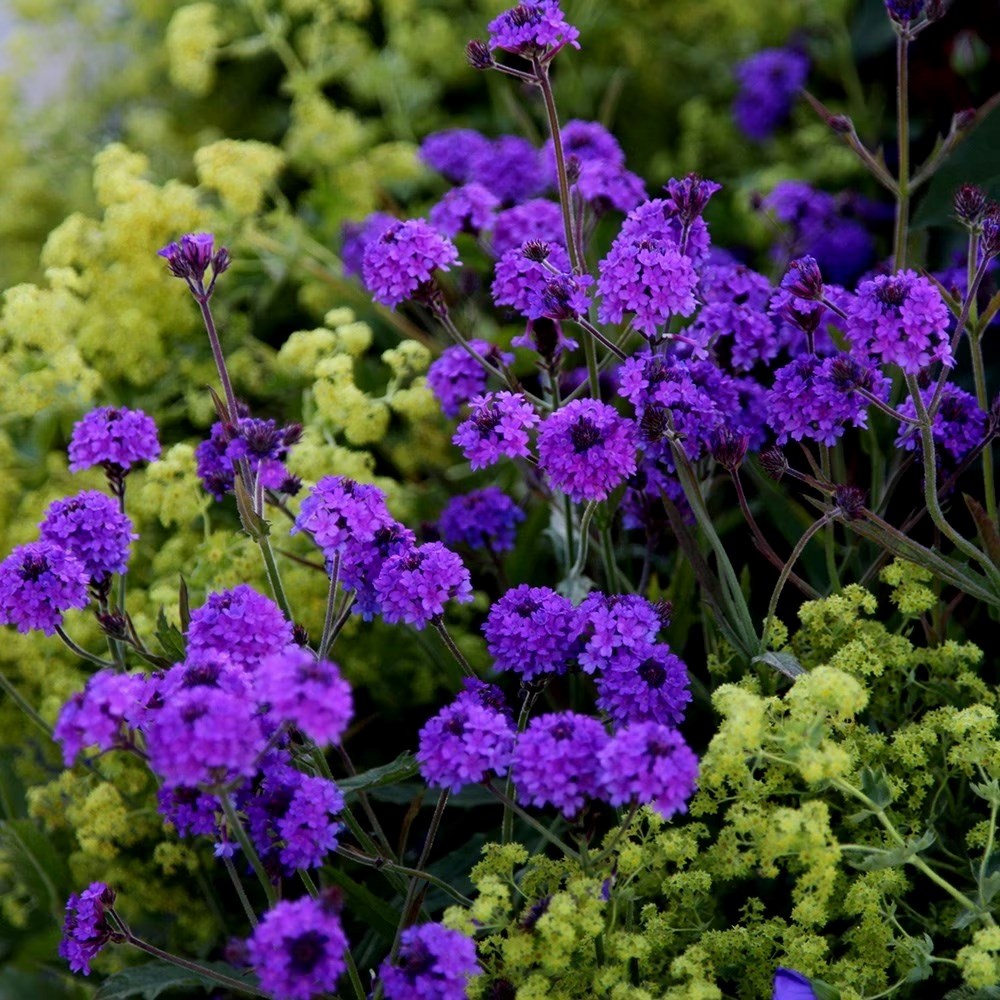 Verbena Rigida | Slender Vervain