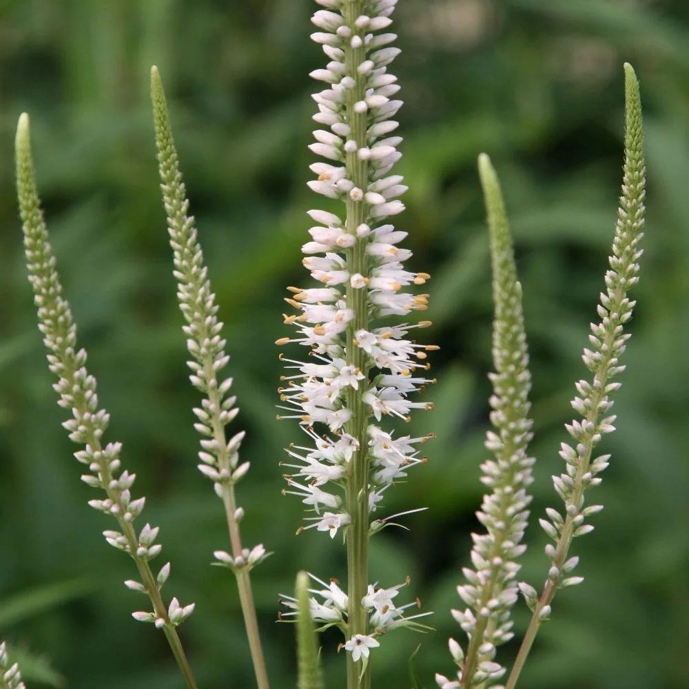 Veronicastrum Virginicum Album | Culvers Root