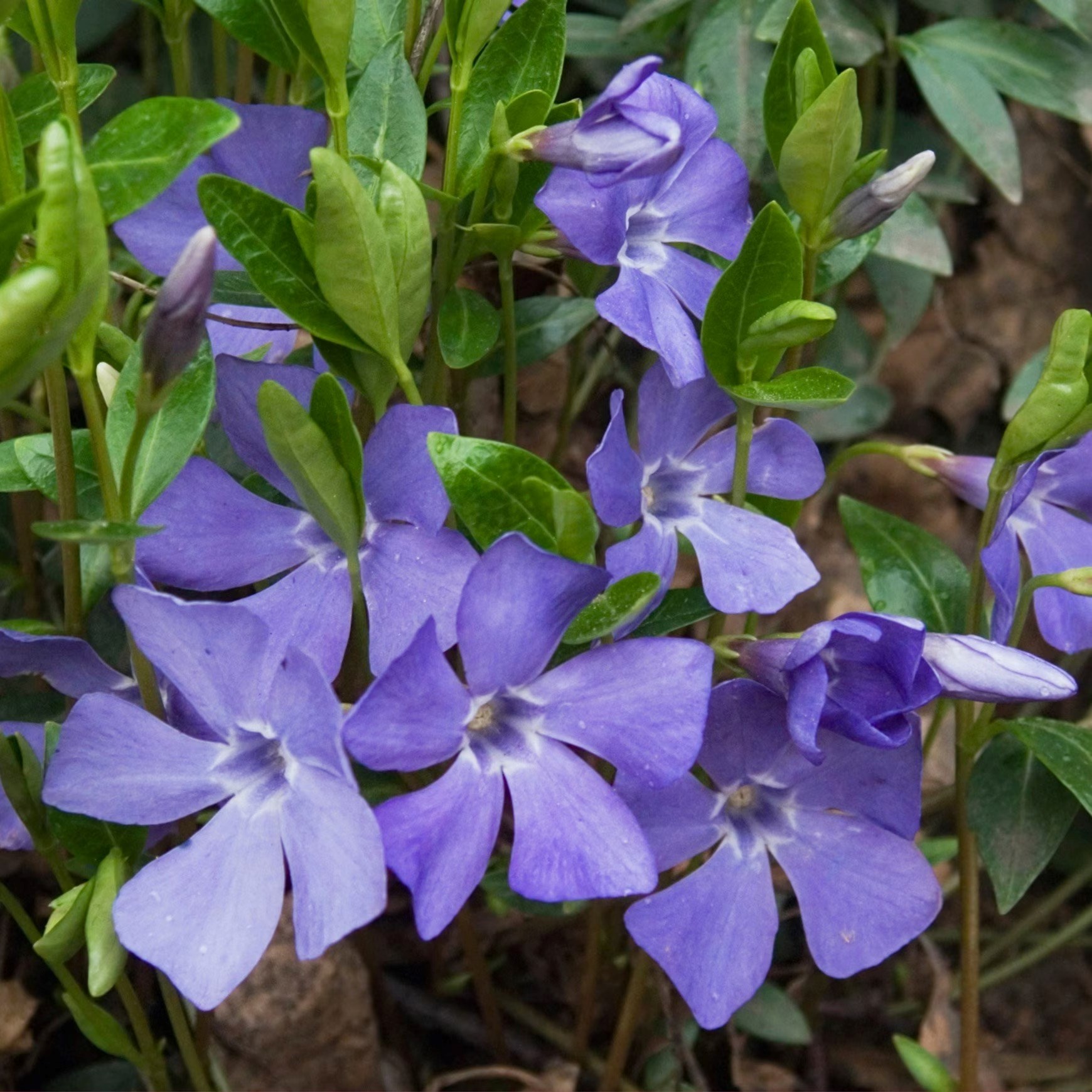 Vinca Minor | Lesser Periwinkle
