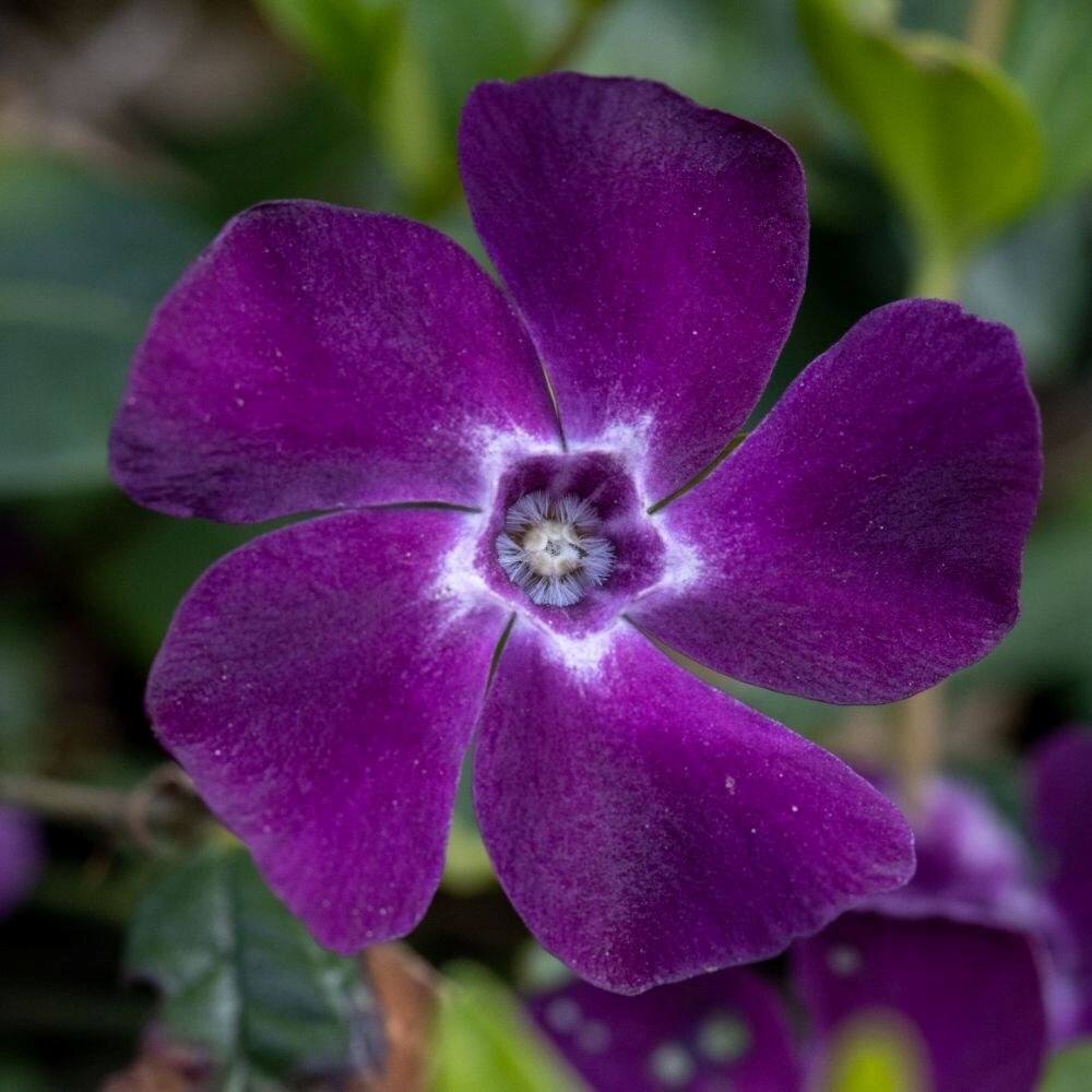 Vinca Minor Atropurpurea | Lesser Periwinkle