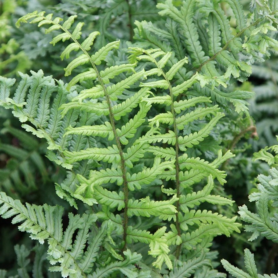 Dryopteris filix-mas Cristata | Male Fern | 9cm Pot
