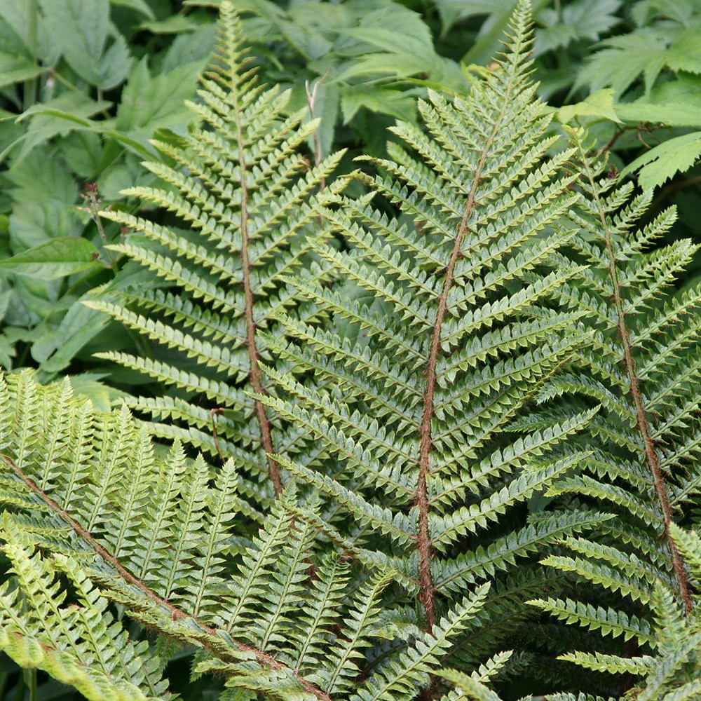 Polystichum Polyblepharum | Japanese Lace Fern