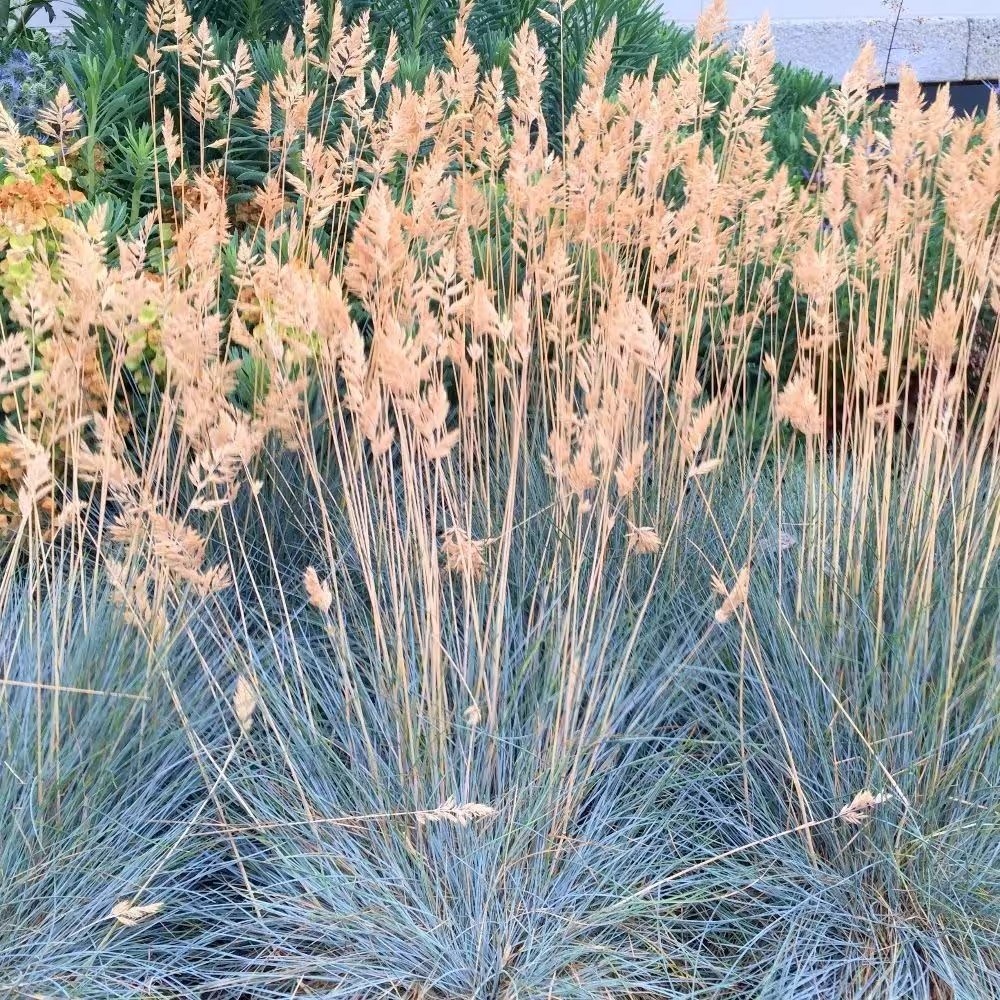 Festuca Glauca Elijah Blue | Blue Fescue