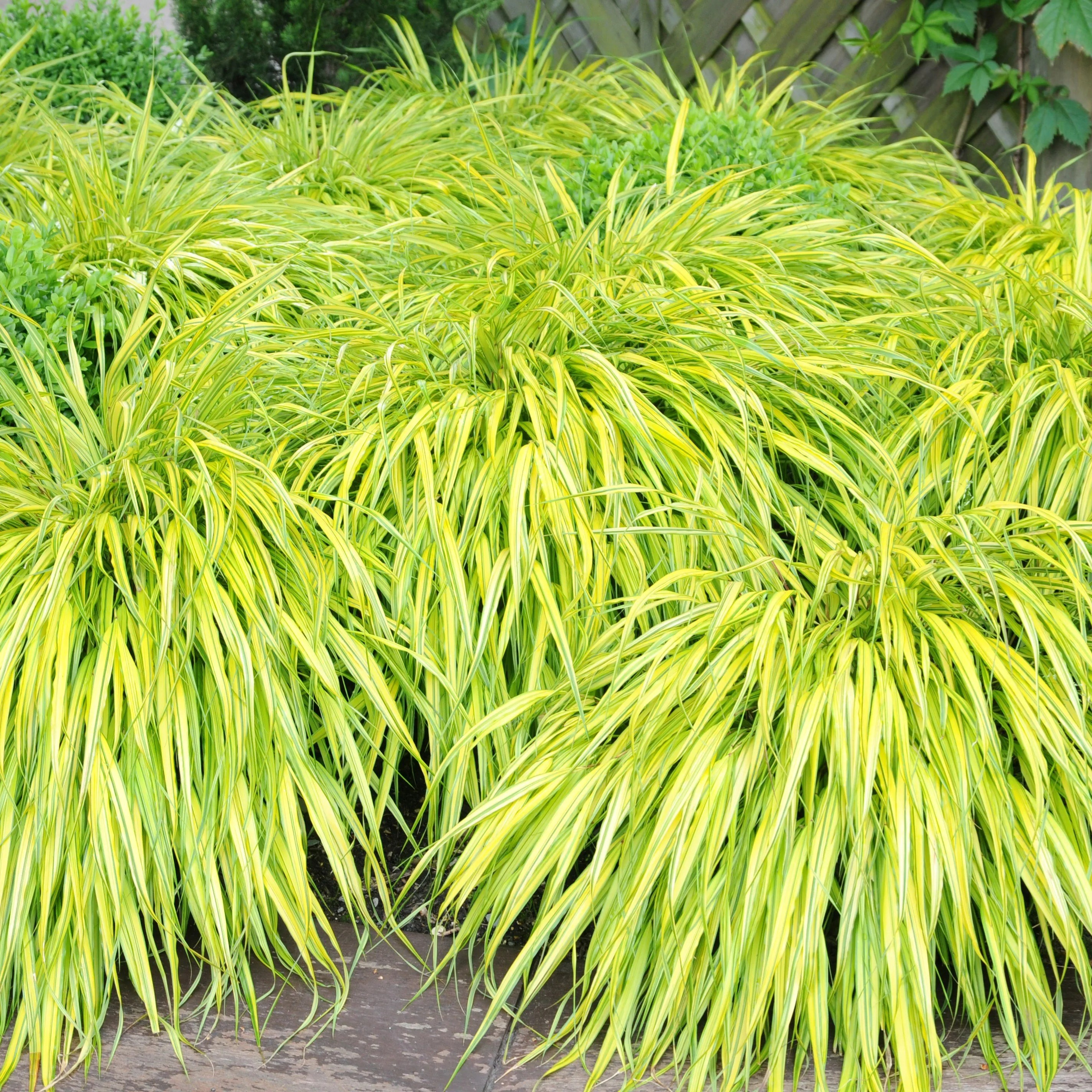 Hakonechloa Macra Aureola | Golden Hakonechloa