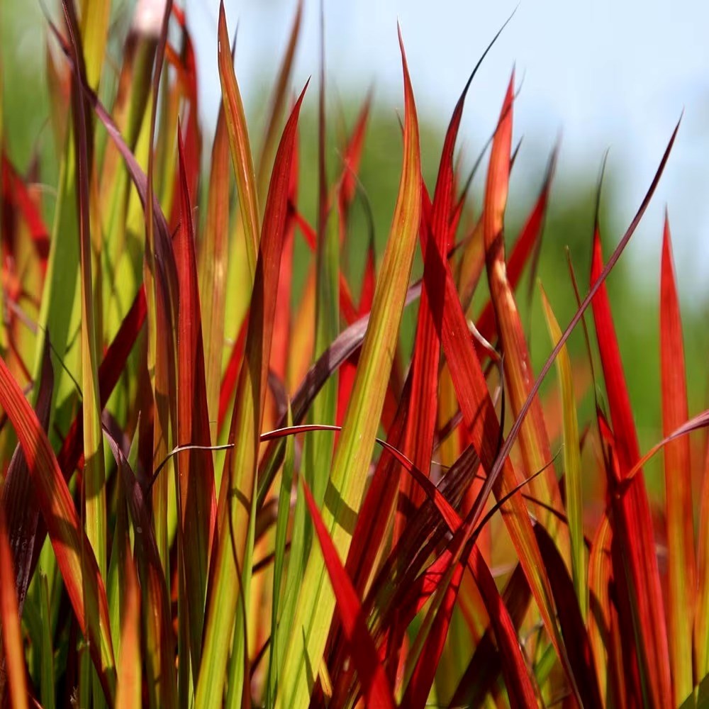 Imperata Cylindrica Rubra | Japanese Blood Grass