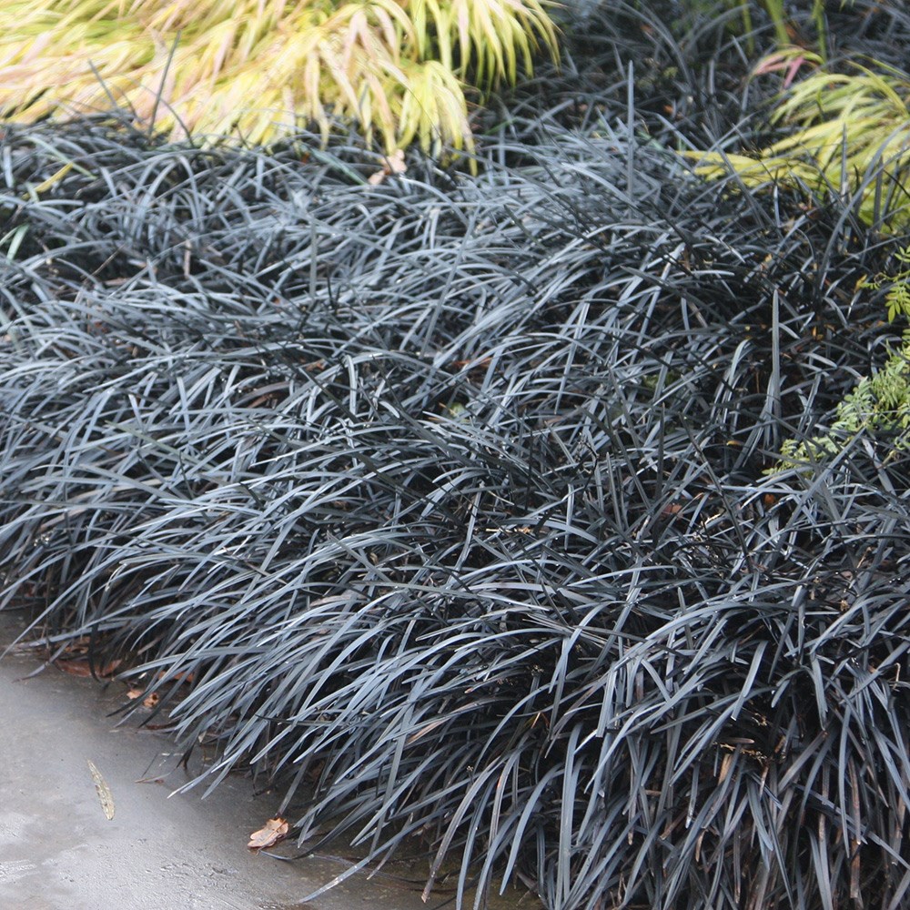 Ophiopogon Planiscapus Kokuryū | Black Lilyturf
