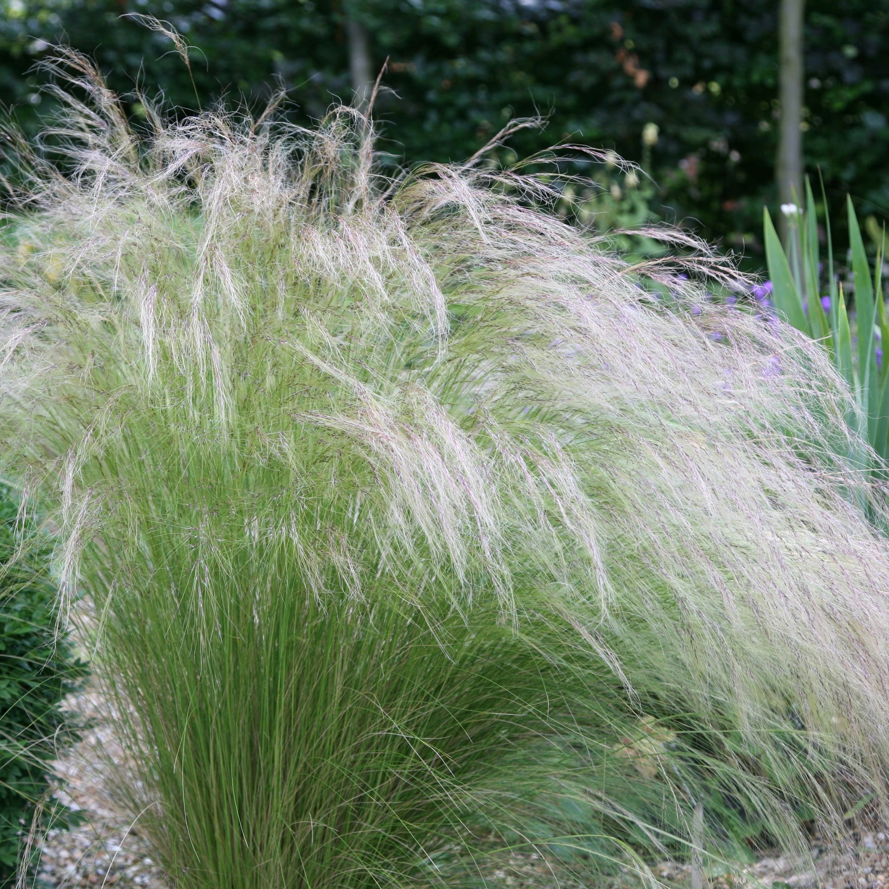 Stipa Tenuissima | Pony Tails Or Angel Hair