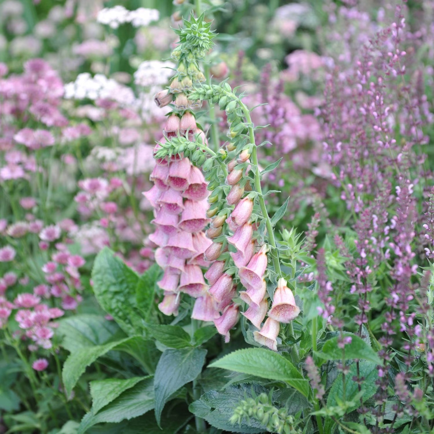 Buy Flower seeds for cutting - Flower colour: Pink - Delivery by