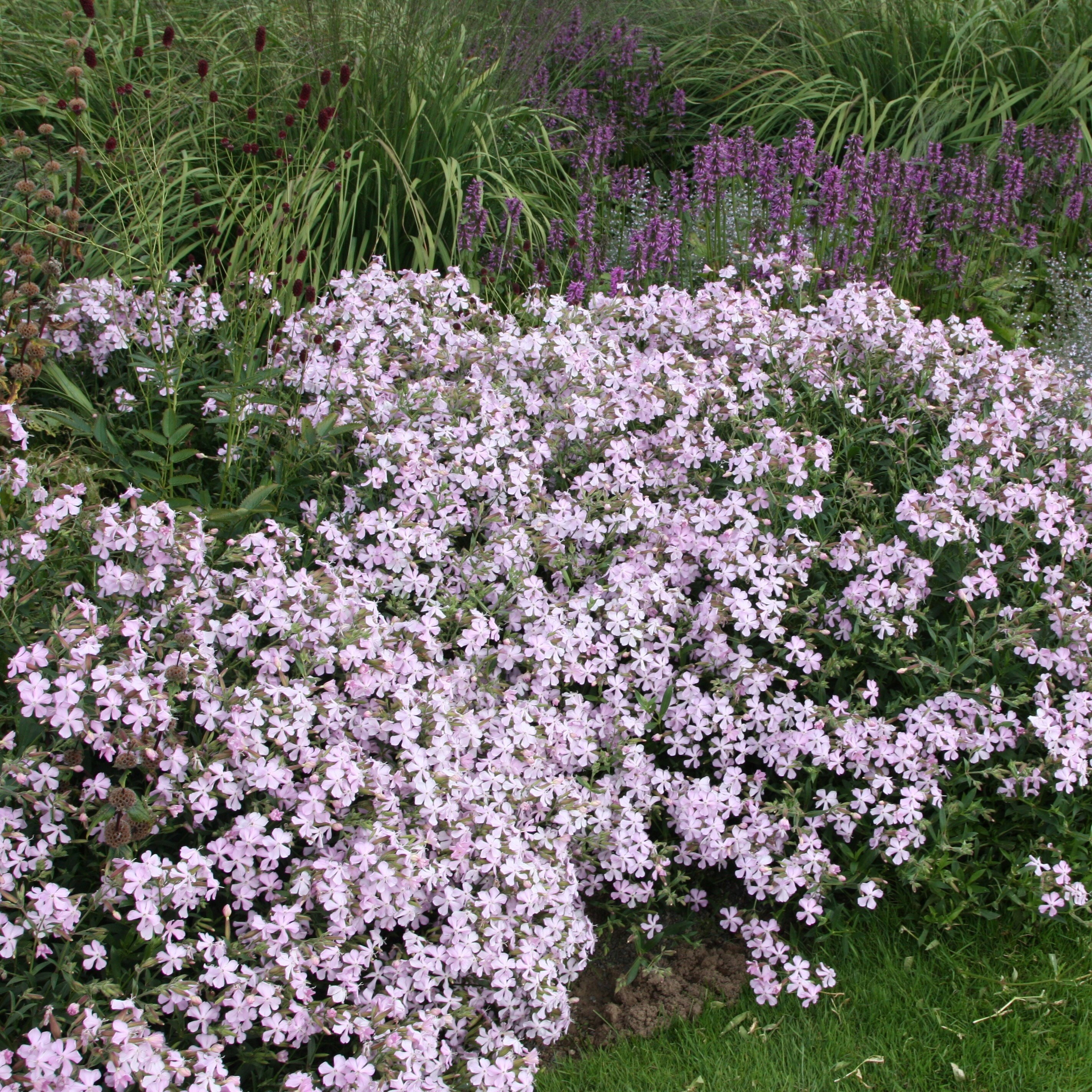 Saponaria × Lempergii Max Frei | Soapwort