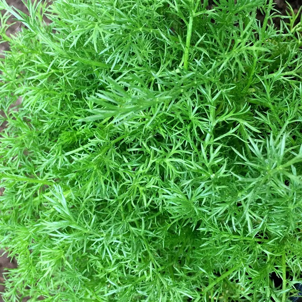 Chamomile Common | Chamaemelum Nobile