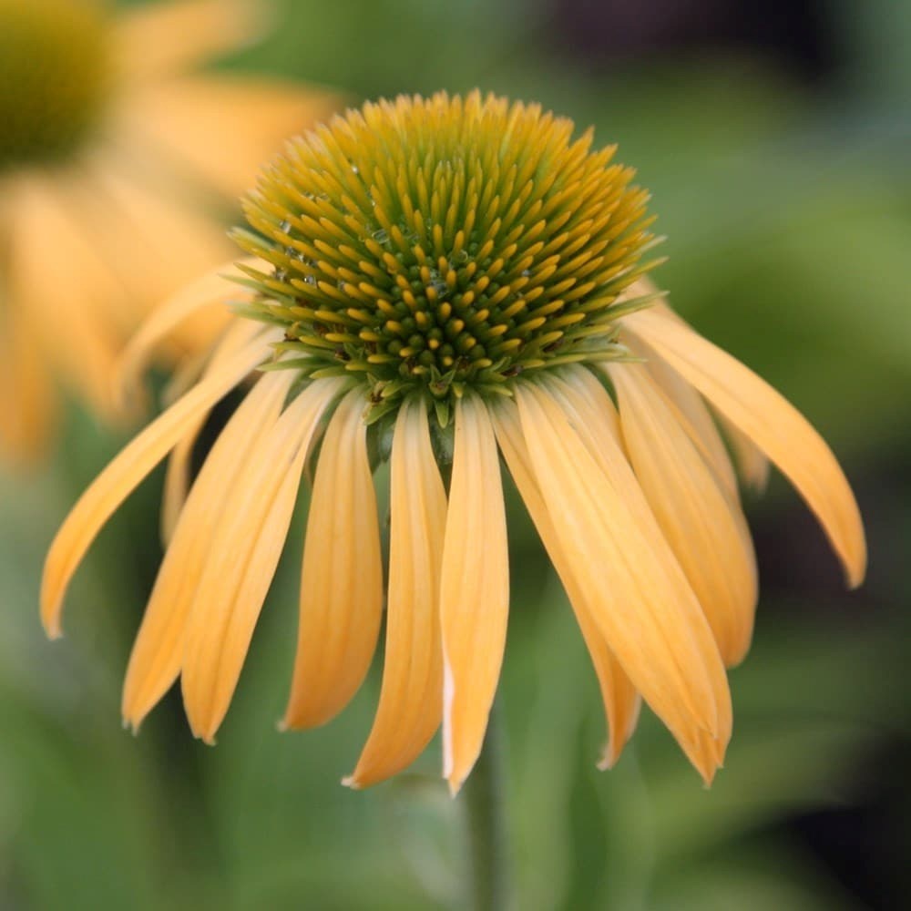 Echinacea Harvest Moon | Coneflower