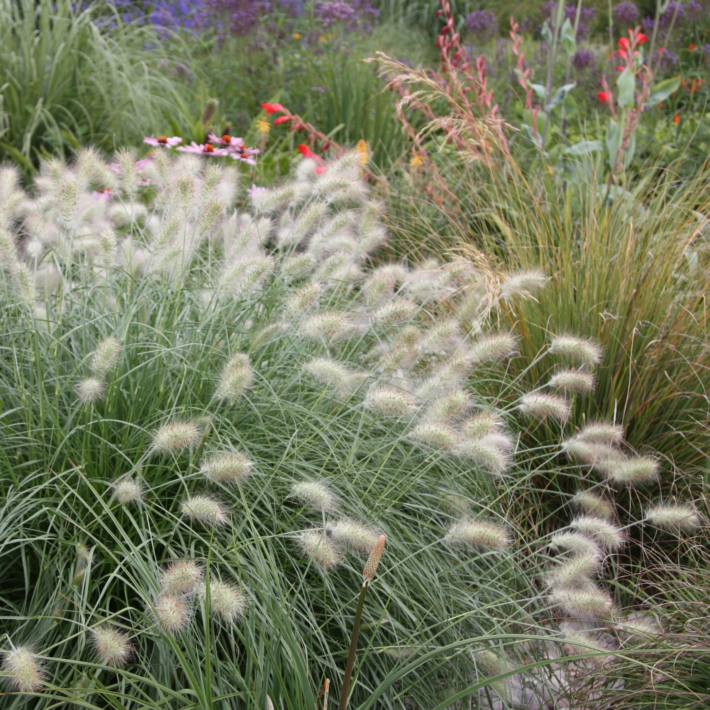 Pennisetum Villosum | Feathertop