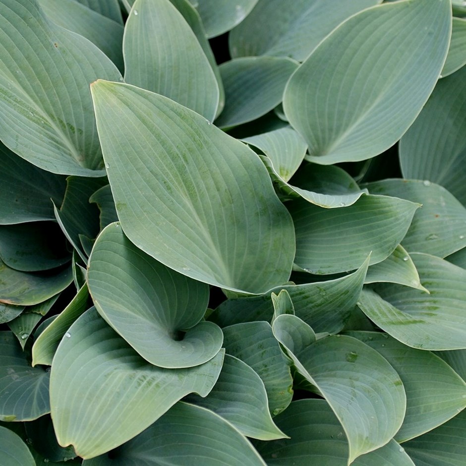 Hosta Halcyon | Plantain Lily