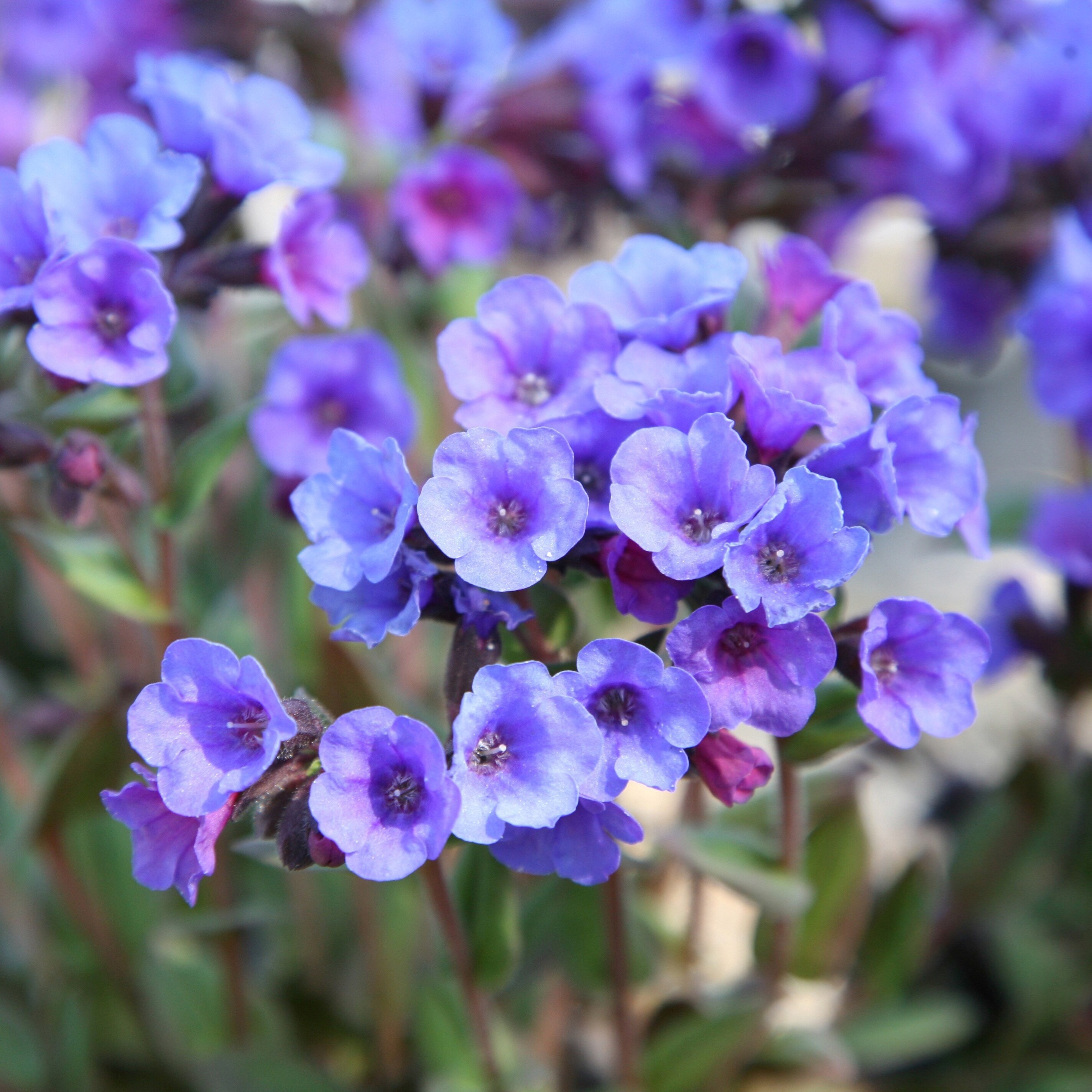 Pulmonaria Blue Ensign | Lungwort