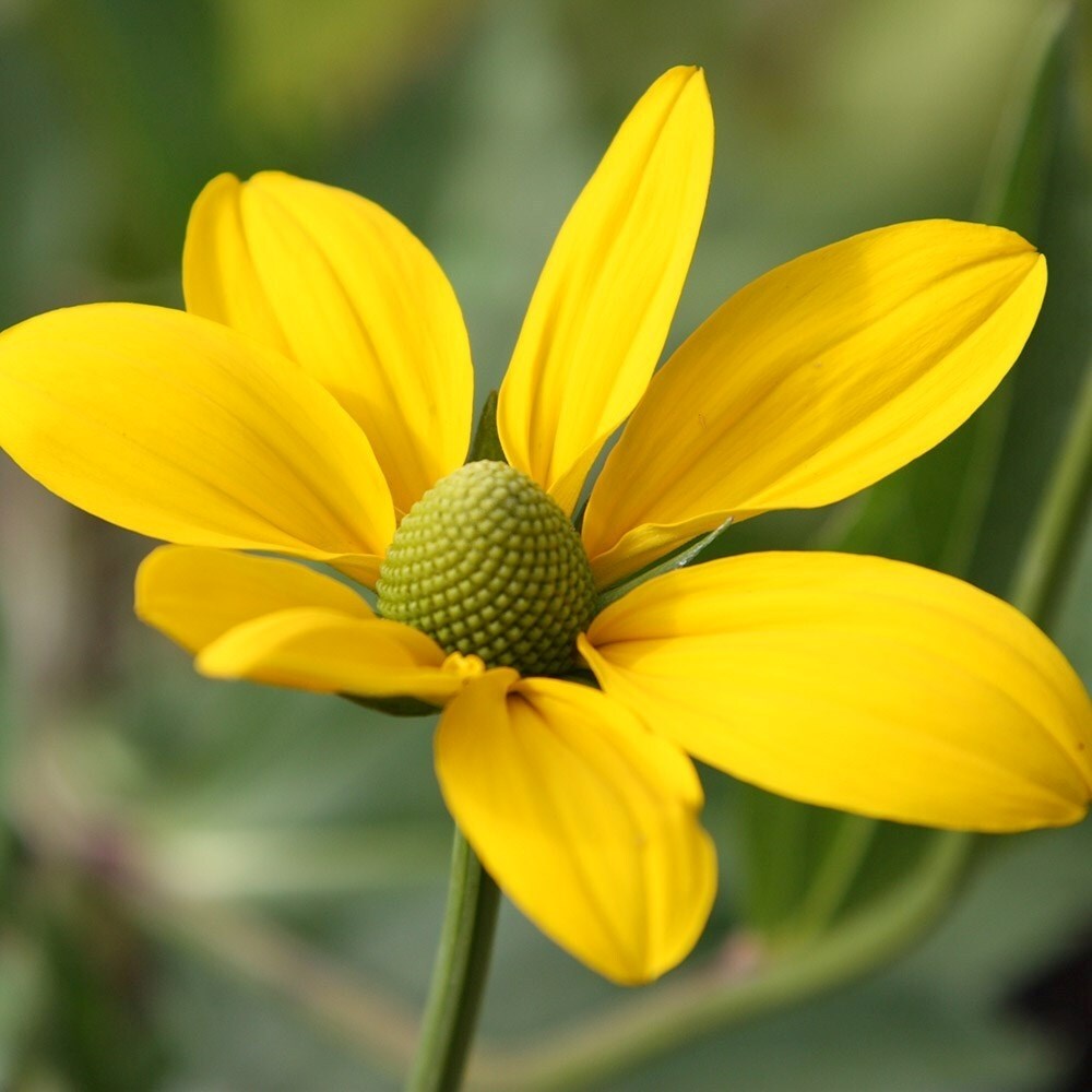 Rudbeckia Laciniata Herbstsonne | Coneflower