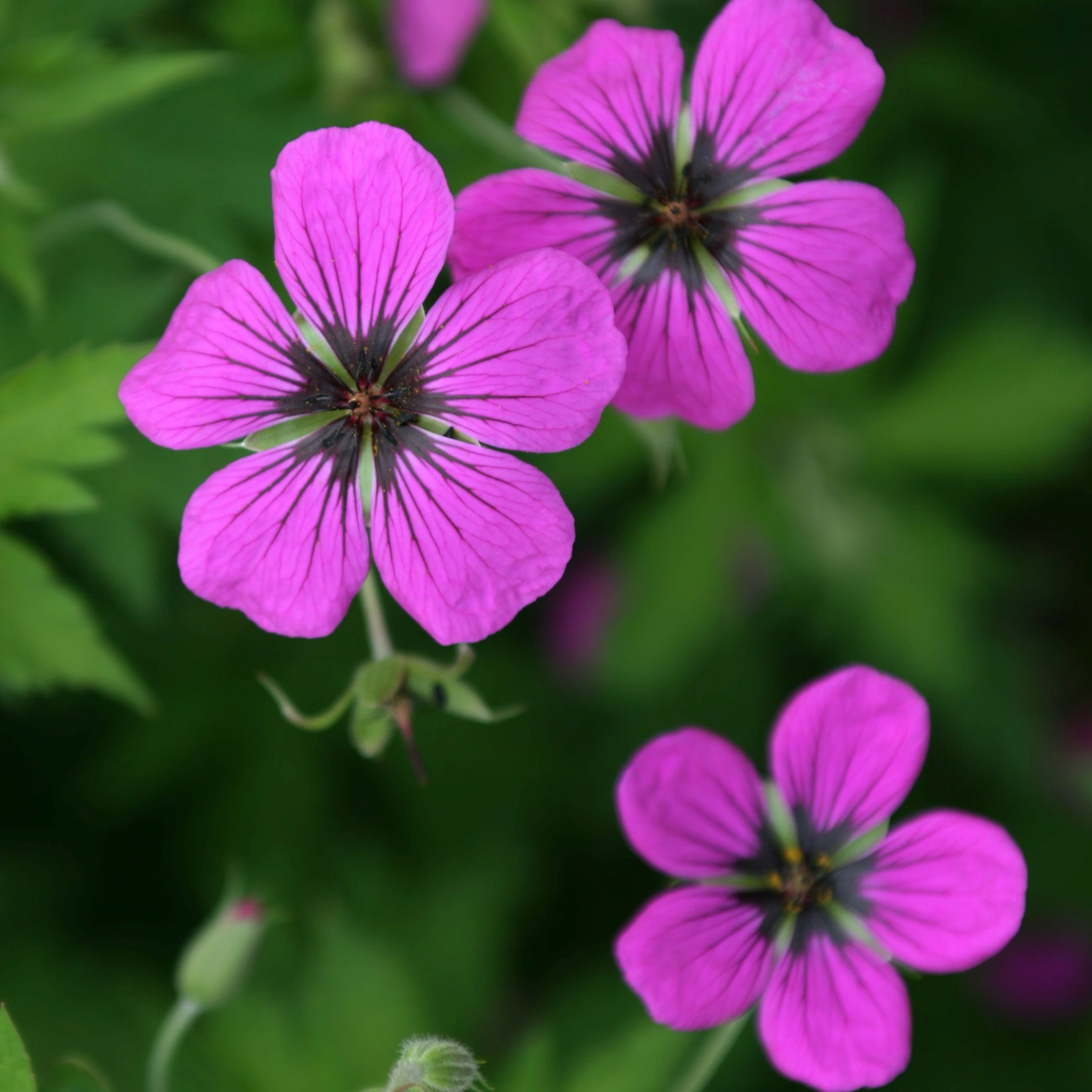 Geranium Psilostemon | Cranesbill