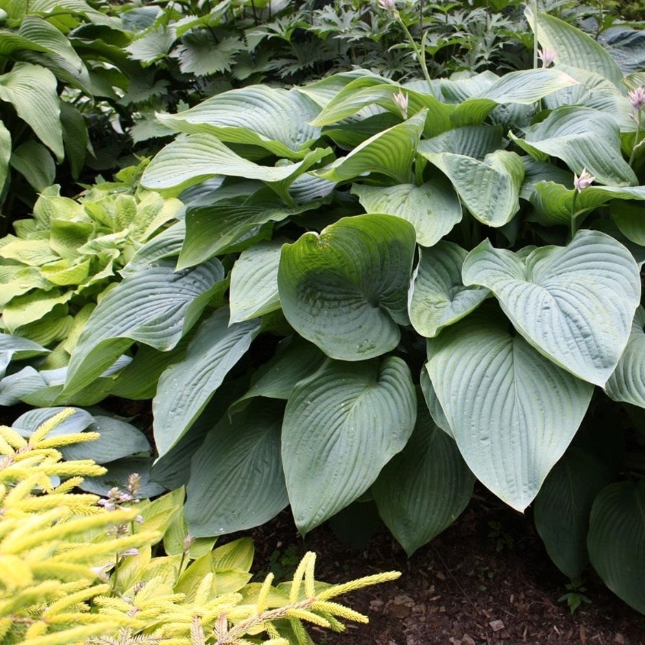 Hosta Empress Wu | Plantain Lily
