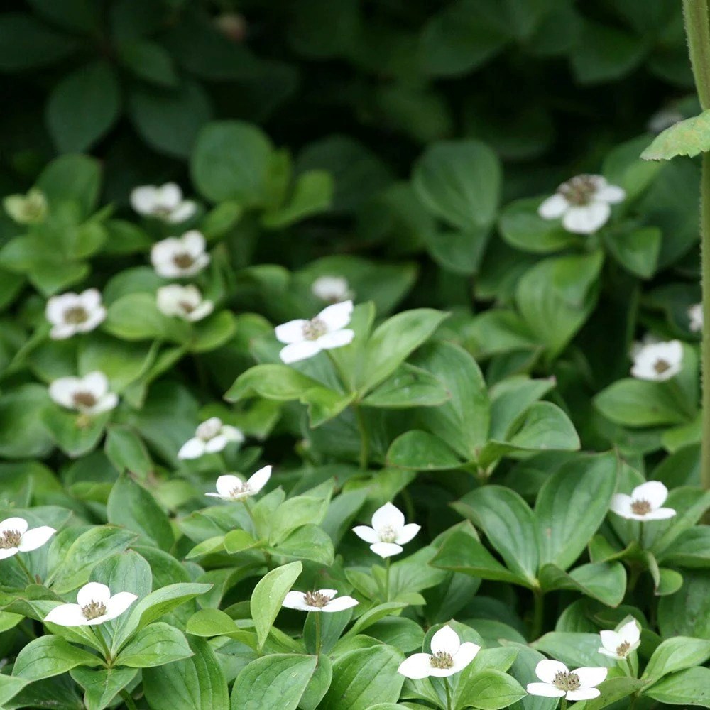 Cornus Canadensis | Creeping Dogwood