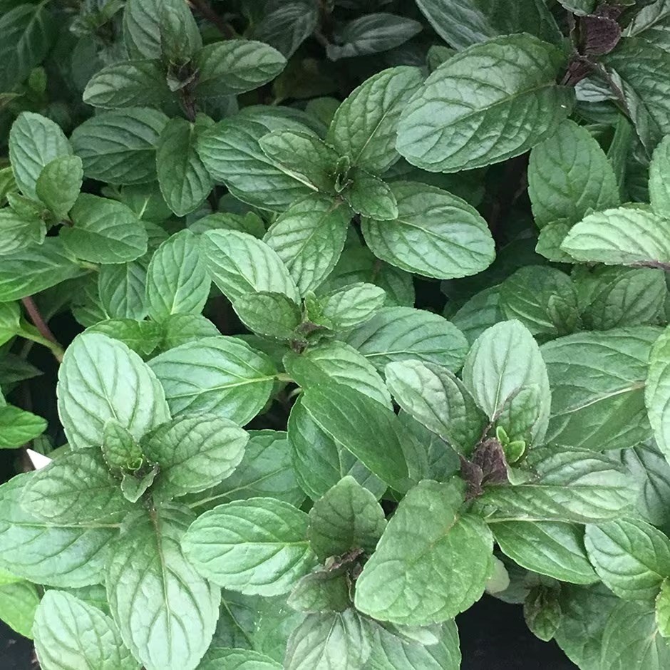 Mentha × Piperita F. Citrata Chocolate | Chocolate Mint