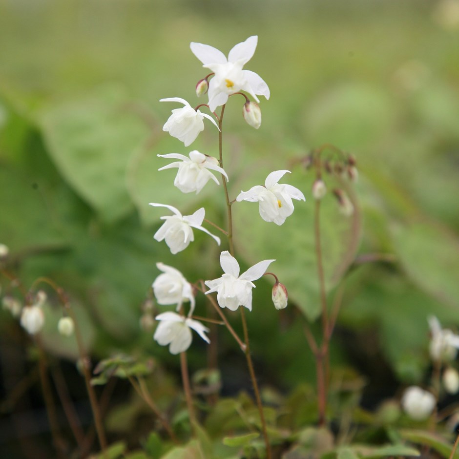 Epimedium × Youngianum Niveum | Barrenwort